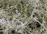SEM picture of CVMR®’s pure nickel foam